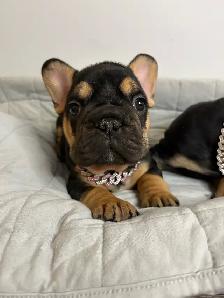 AKC French bull dogs - Photo 4