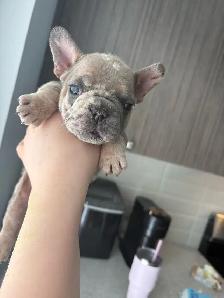 AKC French bull dogs - Photo 6
