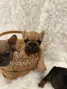 AKC French bull dogs - Photo 7