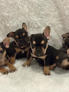 AKC French bull dogs - Photo 8