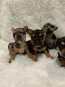 AKC French bull dogs - Photo 9