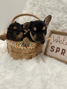 AKC French bull dogs - Photo 10