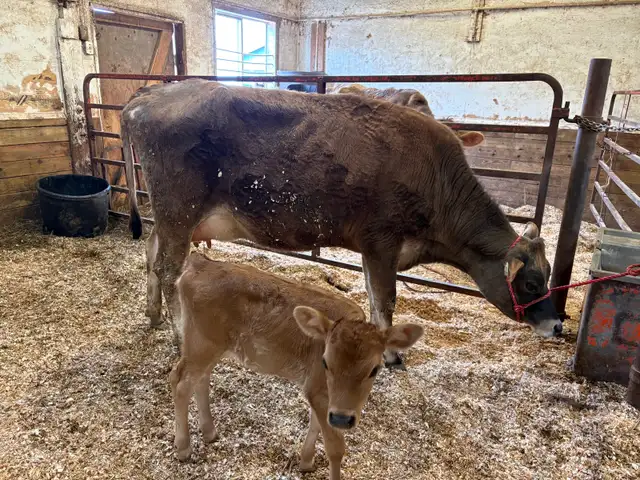 Cow/calf pair (first calving)