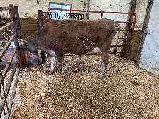 Cow/calf pair (first calving) - Photo 2