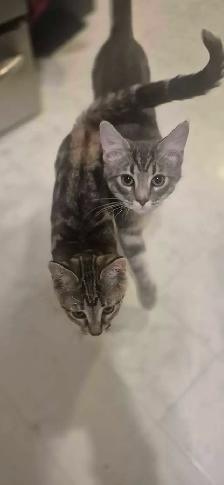 Kittens to Rehome - Photo 2