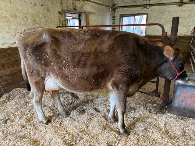 Cow/calf pair (first calving)
