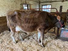 Cow/calf pair (first calving)