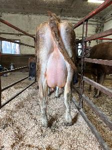 Cow/calf pair (first calving) - Photo 2