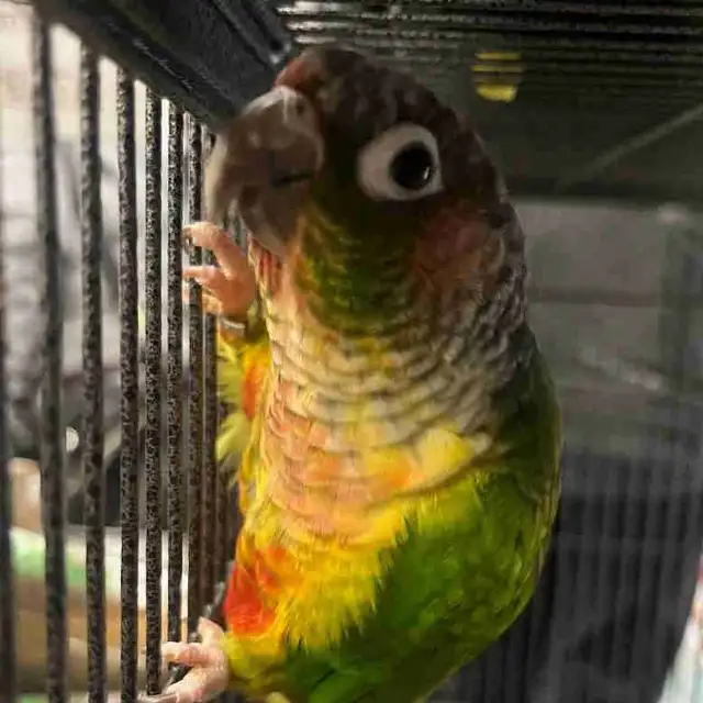 yellow sided crimson conure