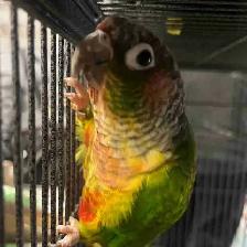 yellow sided crimson conure