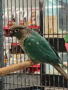turquoise conure - Photo 2