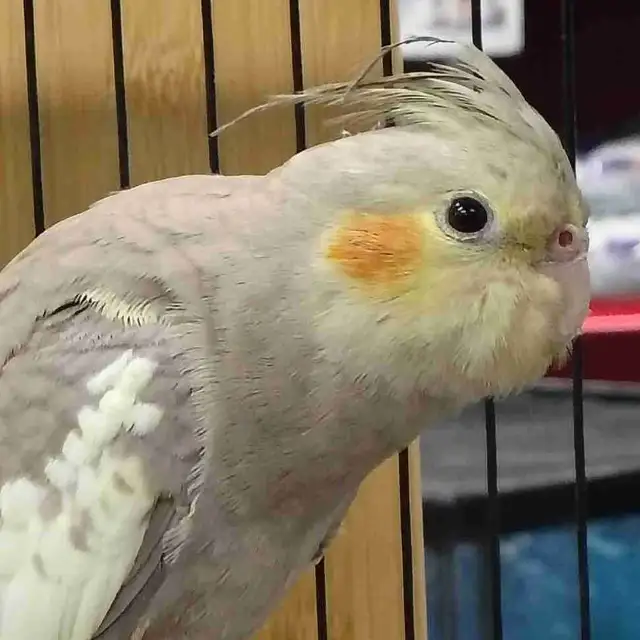 baby cockatiel