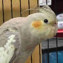baby cockatiel