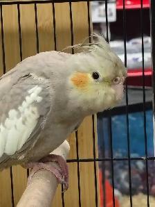 baby cockatiel - Photo 2