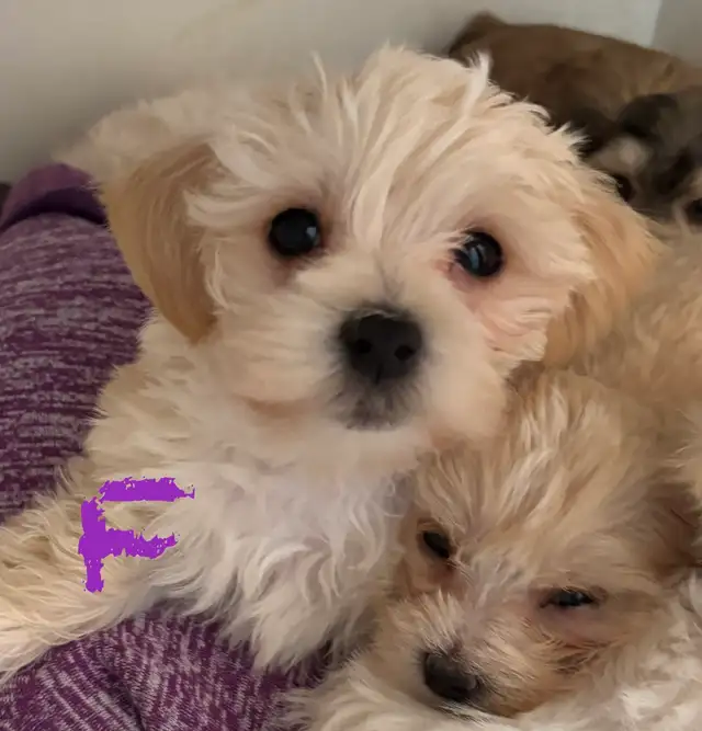 MORKIE X/MALTESE PUPPIES READY