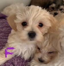 MORKIE X/MALTESE PUPPIES READY - Photo 2