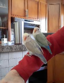 beaux bébés inséparables roseicollis nourrient à la main