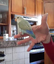 beaux bébés inséparables roseicollis nourrient à la main - Photo 2