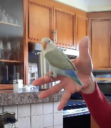 beaux bébés inséparables roseicollis nourrient à la main - Photo 3