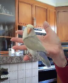 beaux bébés inséparables roseicollis nourrient à la main - Photo 4