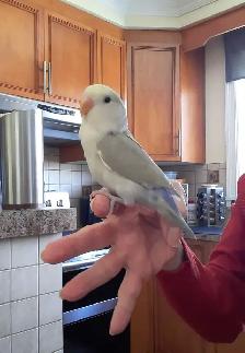 beaux bébés inséparables roseicollis nourrient à la main - Photo 5