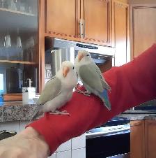 beaux bébés inséparables roseicollis nourrient à la main - Photo 6