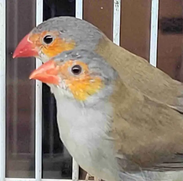 orange cheek wax Bill finches