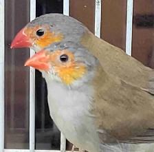 orange cheek wax Bill finches