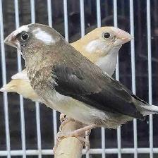society Finch pair