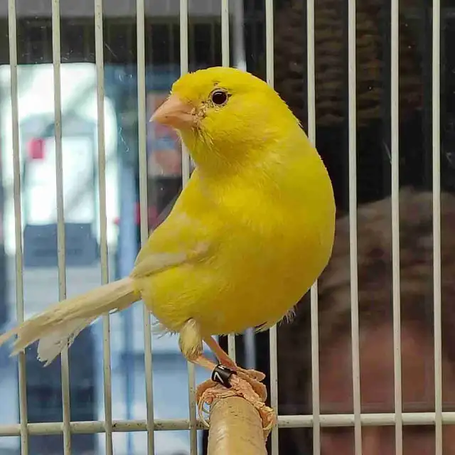German roller Canary