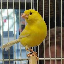 German roller Canary