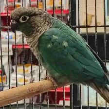 turquoise conure