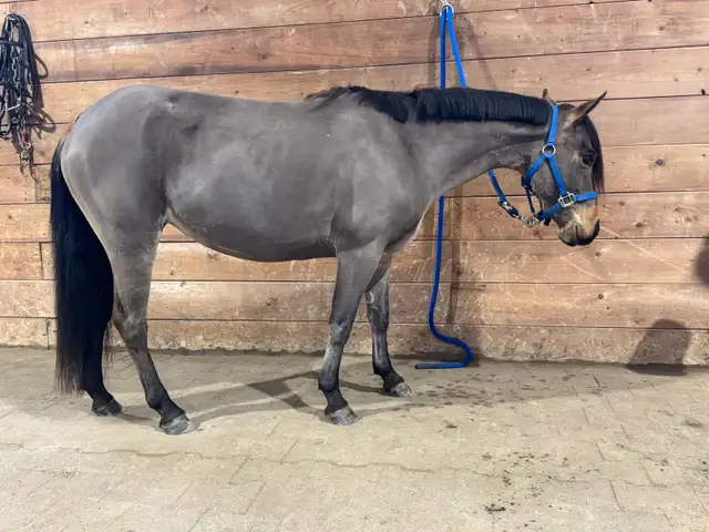 Fantastic Kids Pony - Photo 4