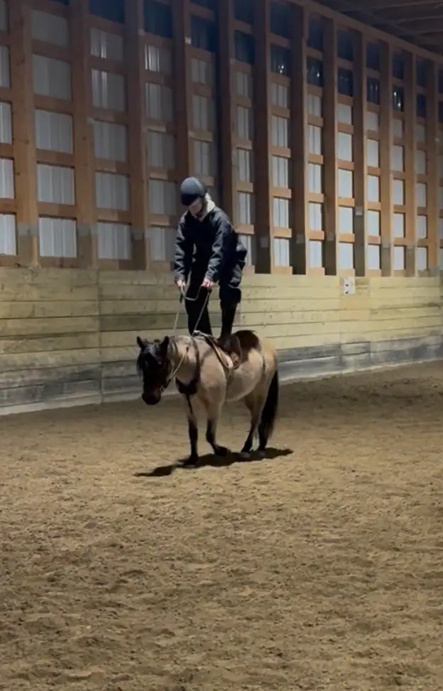 Fantastic Kids Pony - Photo 6