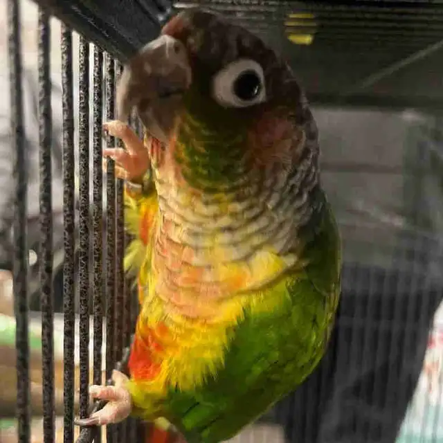 yellow sided/crimson conure