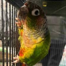 yellow sided/crimson conure