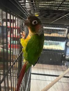 yellow sided/crimson conure - Photo 2