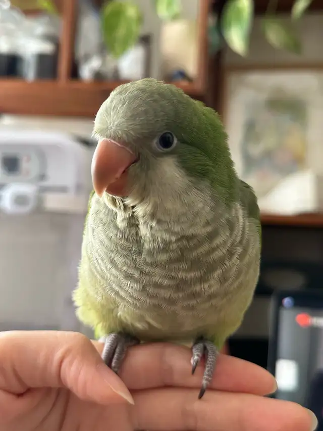 green Quaker hand fed