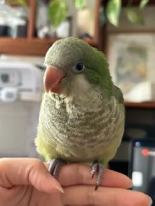 green Quaker hand fed