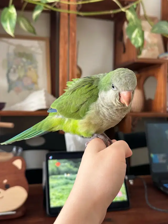 green Quaker hand fed - Photo 2