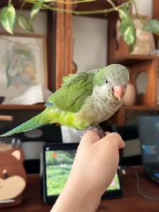 green Quaker hand fed - Photo 2