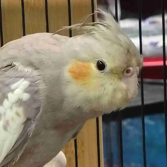 baby cockatiel