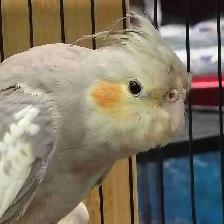 baby cockatiel