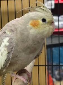 baby cockatiel - Photo 2