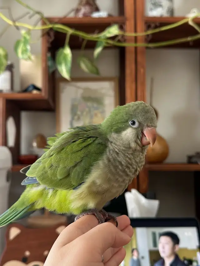 6 weeks green Quaker hand fed