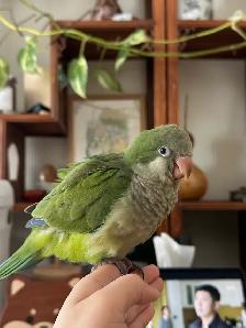 6 weeks green Quaker hand fed