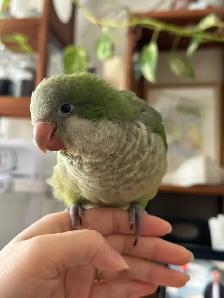 6 weeks green Quaker hand fed - Photo 2