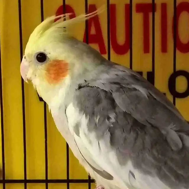 pied cockatiel