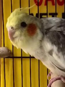 pied cockatiel - Photo 2