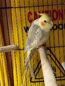 pied cockatiel - Photo 3